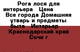 Рога лося для интерьера › Цена ­ 3 300 - Все города Домашняя утварь и предметы быта » Интерьер   . Краснодарский край,Сочи г.